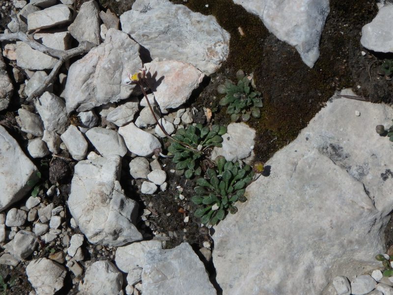 Bellium bellidioides, photographed by Daniel Cahen