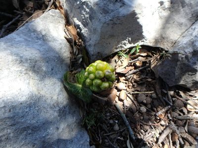 Arum pictum, photographed by Daniel Cahen