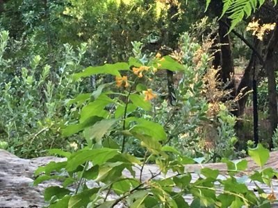 Cestrum aurantiacum, photographed by Caroline Voget
