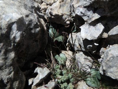 Cyclamen balearicum, photographed by Daniel Cahen