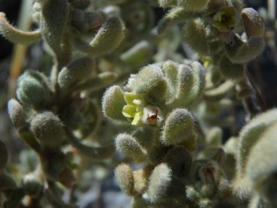 Thymelaea velutina, photographed by Daniel Cahen