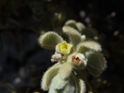 Thymelaea velutina, photographed by Daniel Cahen