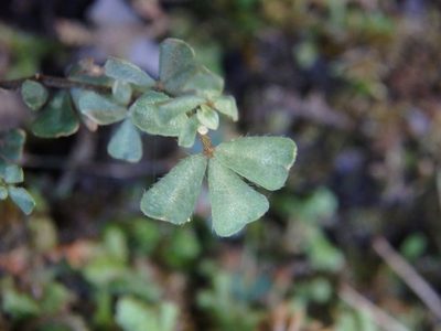Lotus tetraphyllus, photographed by Daniel Cahen