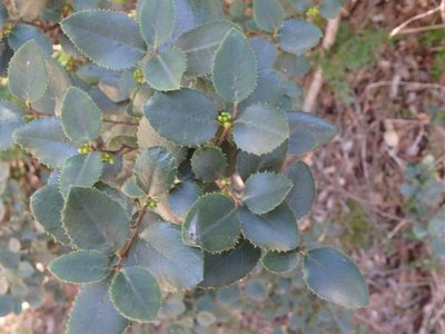 Rhamnus ludovici-salvatoris, photographed by Daniel Cahen