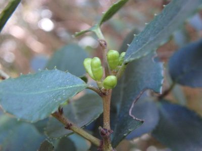 Rhamnus ludovici-salvatoris, photographed by Daniel Cahen