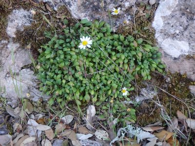 Bellium bellidioides, photographed by Daniel Cahen
