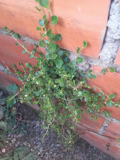 Muehlenbeckia volcanica, photographed by Alejandro Bruno Miranda-Calle