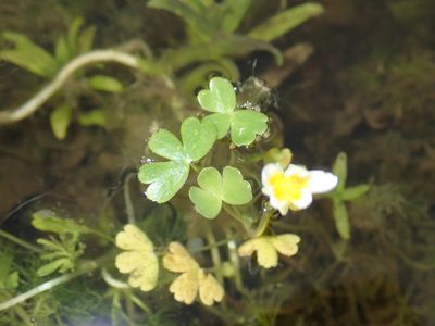 Ranunculus peltatus, photographed by Julien Renoult