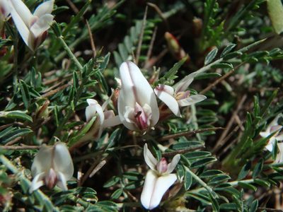 Astragalus balearicus, photographed by Daniel Cahen