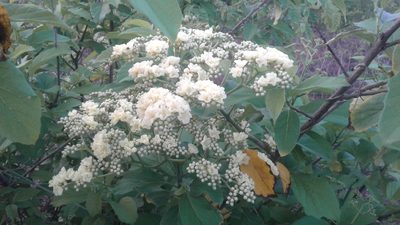 Cordia dentata, photographed by naturalistas_sr