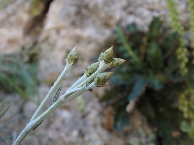 Phagnalon sordidum, photographed by Daniel Cahen