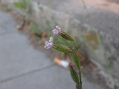 Silene nocturna, photographed by Daniel Cahen