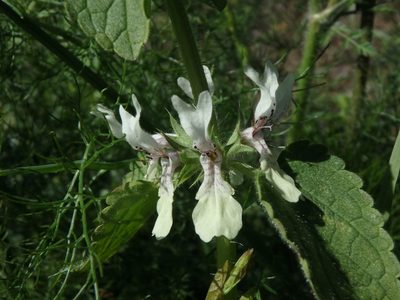 Stachys ocymastrum, photographed by Daniel Cahen