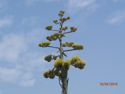 Agave mapisaga, photographed by Fernando Cecor