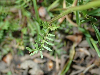 Sisymbrella aspera, photographed by Julien Renoult