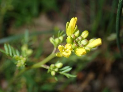 Sisymbrella aspera, photographed by Julien Renoult