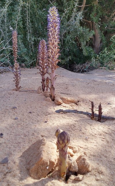 Orobanche cernua, photographed by Kristof Zyskowski