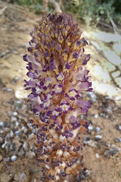 Orobanche cernua, photographed by Kristof Zyskowski