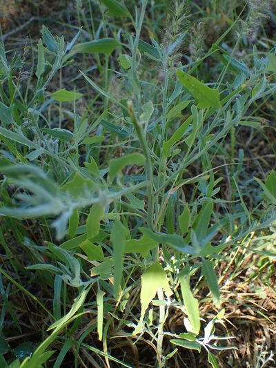 Chenopodium berlandieri, photographed by Cat