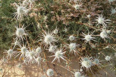 Echinops polyceras, photographed by Kristof Zyskowski