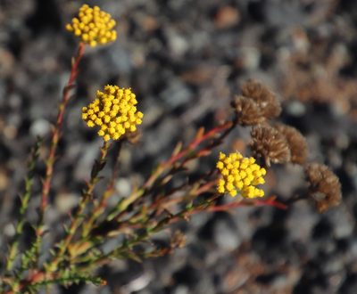 Athanasia juncea, photographed by Tony Rebelo