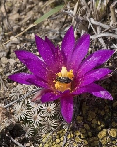 Mammillaria hernandezii, photographed by Carlos Martorell