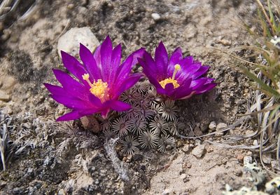 Mammillaria hernandezii, photographed by Carlos Martorell