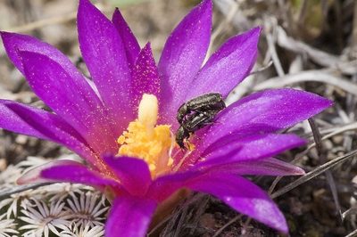 Mammillaria hernandezii, photographed by Carlos Martorell