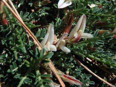 Astragalus balearicus, photographed by Daniel Cahen