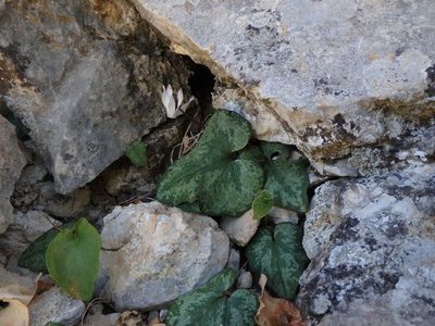 Cyclamen balearicum, photographed by Daniel Cahen