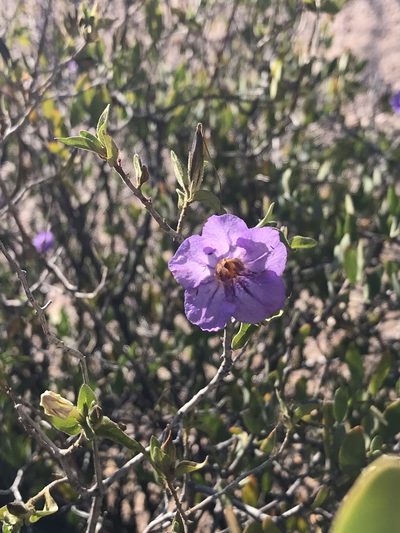 Ruellia californica, photographed by Ivette