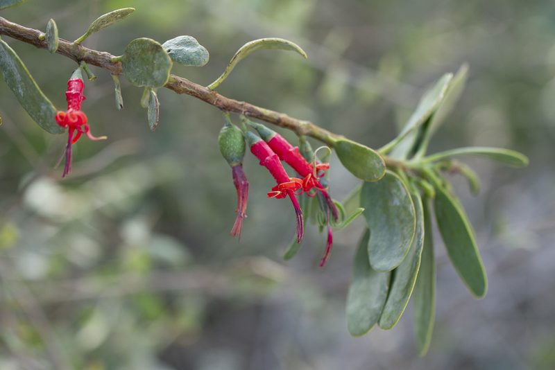 Plicosepalus acaciae, photographed by Kristof Zyskowski