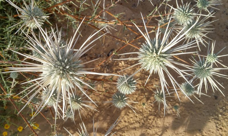 Echinops polyceras, photographed by Kristof Zyskowski