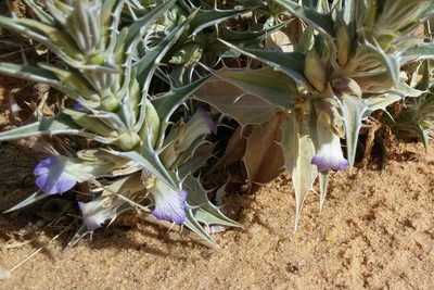 Blepharis attenuata, photographed by Kristof Zyskowski