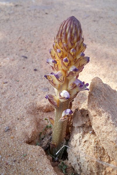 Orobanche cernua, photographed by Kristof Zyskowski