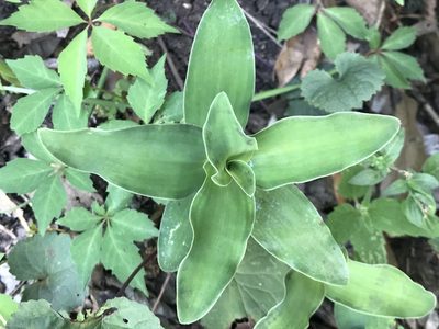 Tradescantia brevifolia, photographed by Adriana Nelly Correa Sandoval