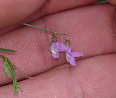 Vicia parviflora, photographed by Julien Renoult