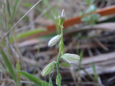 Polygala monspeliaca, photographed by Daniel Cahen