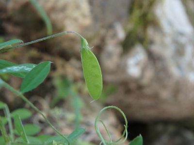 Vicia pubescens, photographed by Daniel Cahen