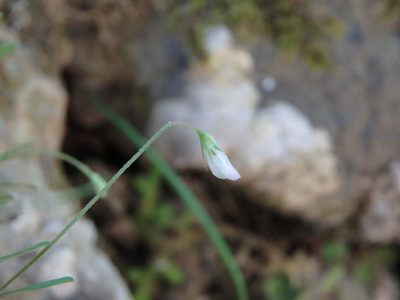 Vicia pubescens, photographed by Daniel Cahen