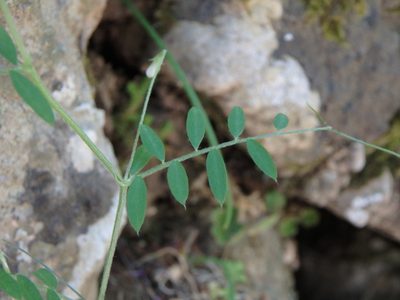 Vicia pubescens, photographed by Daniel Cahen