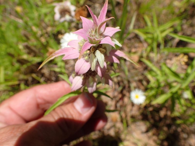 Monarda fruticulosa, photographed by Cat