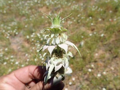 Monarda fruticulosa, photographed by Cat