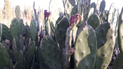 Opuntia bonaerensis, photographed by Benjamin Bender