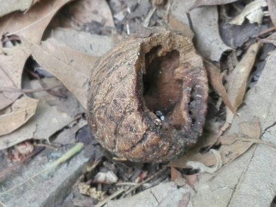 Juglans mollis, photographed by Cinthia Peralta Glez