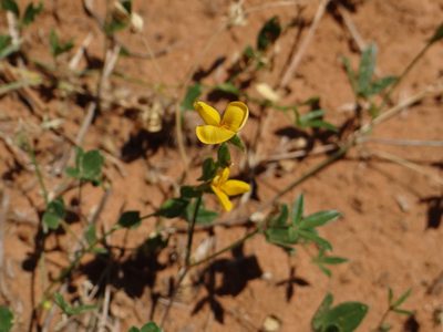 Zornia bracteata, photographed by Cat