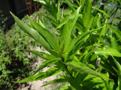 Cephalanthus salicifolius, photographed by Cat