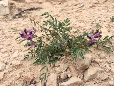 Astragalus desperatus, photographed by Robbie Hannawacker