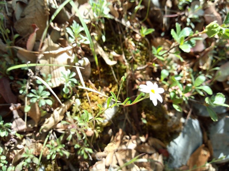 Chaetopappa parryi, photographed by Leticia Jiménez Hernández