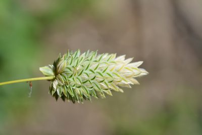 Phalaris canariensis, photographed by Gilles San Martin